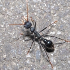 Myrmecia tarsata (Bull ant or Bulldog ant) at Tidbinbilla Nature Reserve - 6 Sep 2020 by TimL