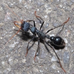 Myrmecia tarsata at Paddys River, ACT - 6 Sep 2020 01:18 PM