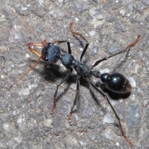 Myrmecia tarsata at Paddys River, ACT - 6 Sep 2020