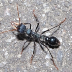 Myrmecia tarsata at Paddys River, ACT - 6 Sep 2020