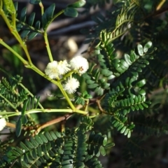 Acacia terminalis (Sunshine Wattle) at Wanniassa Hill - 8 Sep 2020 by Mike