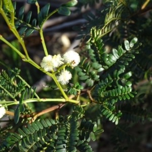 Acacia terminalis at Tuggeranong DC, ACT - 8 Sep 2020