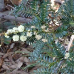 Acacia terminalis at Tuggeranong DC, ACT - 8 Sep 2020