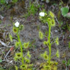 Drosera gunniana at Tuggeranong DC, ACT - 8 Sep 2020 04:27 PM