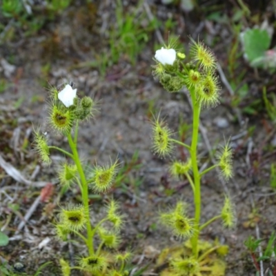 Drosera gunniana (Pale Sundew) at Tuggeranong DC, ACT - 8 Sep 2020 by Mike