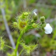 Drosera gunniana at Tuggeranong DC, ACT - 8 Sep 2020