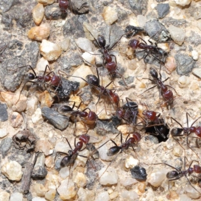 Iridomyrmex purpureus (Meat Ant) at Tidbinbilla Nature Reserve - 6 Sep 2020 by TimL