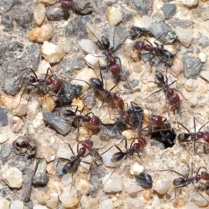 Iridomyrmex purpureus at Paddys River, ACT - 6 Sep 2020