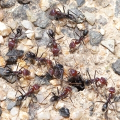 Iridomyrmex purpureus at Paddys River, ACT - 6 Sep 2020