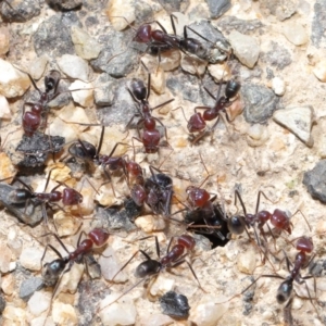 Iridomyrmex purpureus at Paddys River, ACT - 6 Sep 2020 12:41 PM