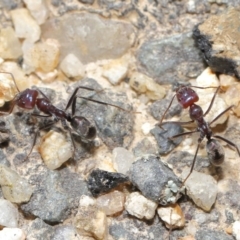 Iridomyrmex purpureus at Paddys River, ACT - 6 Sep 2020