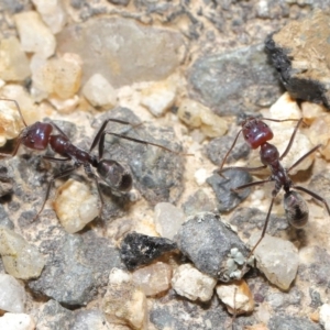 Iridomyrmex purpureus at Paddys River, ACT - 6 Sep 2020