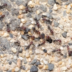 Iridomyrmex purpureus at Paddys River, ACT - 6 Sep 2020 12:41 PM