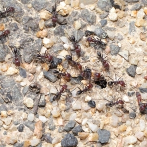 Iridomyrmex purpureus at Paddys River, ACT - 6 Sep 2020