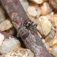 Unidentified Jumping or peacock spider (Salticidae) at Kambah, ACT - 6 Sep 2020 by TimL