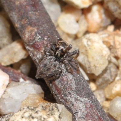 Unidentified Spider (Araneae) at Kambah, ACT - 6 Sep 2020 by TimL