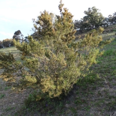 Dodonaea viscosa (Hop Bush) at Wanniassa Hill - 8 Sep 2020 by Mike