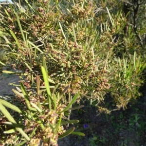Dodonaea viscosa at Tuggeranong DC, ACT - 8 Sep 2020
