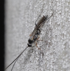 Ichneumonidae (family) (Unidentified ichneumon wasp) at Paddys River, ACT - 6 Sep 2020 by TimL