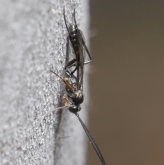 Ichneumonidae (family) at Paddys River, ACT - 6 Sep 2020