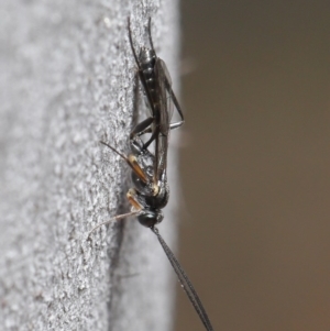 Ichneumonidae (family) at Paddys River, ACT - 6 Sep 2020