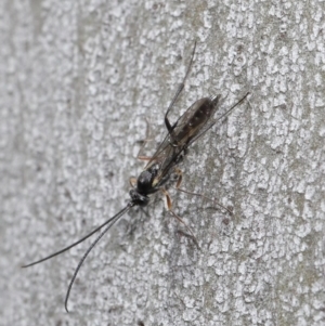 Ichneumonidae (family) at Paddys River, ACT - 6 Sep 2020