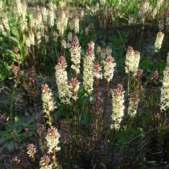Stackhousia monogyna (Creamy Candles) at Wanniassa Hill - 8 Sep 2020 by Mike