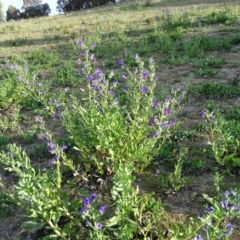 Echium plantagineum (Paterson's Curse) at Tuggeranong DC, ACT - 8 Sep 2020 by Mike