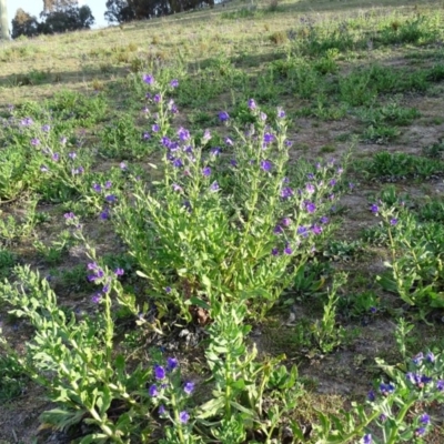 Echium plantagineum (Paterson's Curse) at Wanniassa Hill - 8 Sep 2020 by Mike