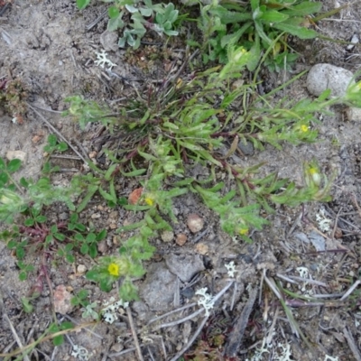 Triptilodiscus pygmaeus (Annual Daisy) at Wanniassa Hill - 8 Sep 2020 by Mike