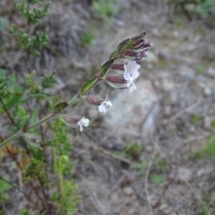 Silene gallica var. gallica (French Catchfly) at Wanniassa Hill - 8 Sep 2020 by Mike