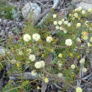 Acacia ulicifolia at Tuggeranong DC, ACT - 8 Sep 2020