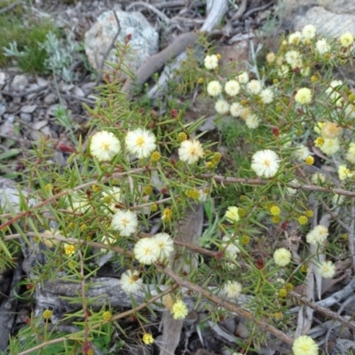 Acacia ulicifolia (Prickly Moses) at Tuggeranong DC, ACT - 8 Sep 2020 by Mike