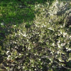 Leucopogon fletcheri subsp. brevisepalus (Twin Flower Beard-Heath) at Wanniassa Hill - 8 Sep 2020 by Mike