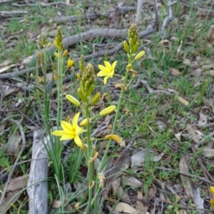 Bulbine bulbosa at Jerrabomberra, ACT - 8 Sep 2020 04:56 PM