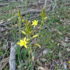 Bulbine bulbosa (Golden Lily) at Jerrabomberra, ACT - 8 Sep 2020 by Mike