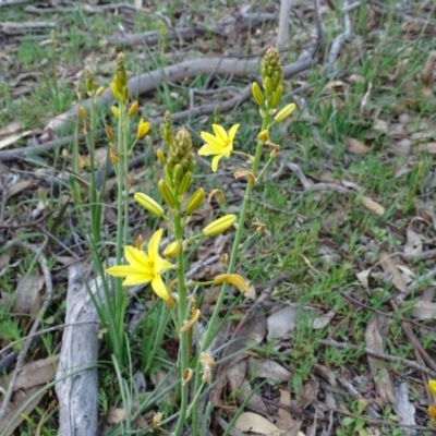 Bulbine bulbosa (Golden Lily) at Wanniassa Hill - 8 Sep 2020 by Mike