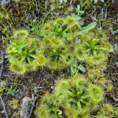 Drosera sp. (A Sundew) at Jerrabomberra, ACT - 8 Sep 2020 by Mike