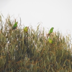 Lathamus discolor (Swift Parrot) at Molonglo Gorge - 21 Apr 2019 by Liam.m