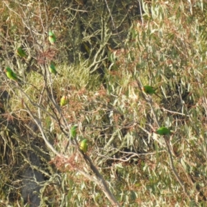 Lathamus discolor at Kowen, ACT - 22 Apr 2019