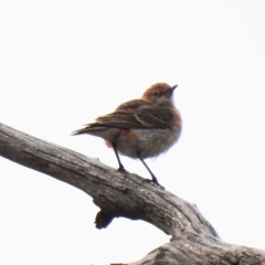 Epthianura tricolor (Crimson Chat) at Namadgi National Park - 11 Oct 2019 by Liam.m