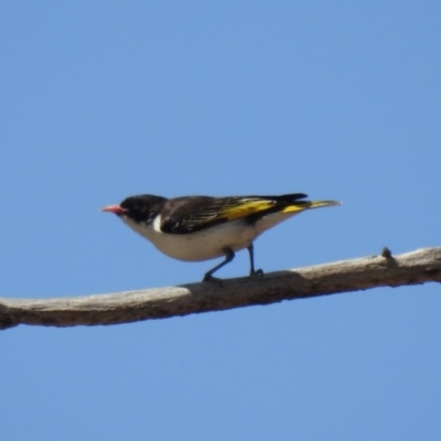 Grantiella picta (Painted Honeyeater) at Namadgi National Park - 27 Oct 2019 by Liam.m