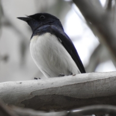 Myiagra cyanoleuca (Satin Flycatcher) at Macarthur, ACT - 18 Nov 2018 by Liam.m