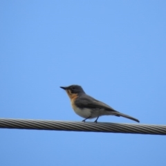 Myiagra cyanoleuca at Macarthur, ACT - 18 Nov 2018 07:22 AM