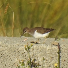 Actitis hypoleucos (Common Sandpiper) at Tuggeranong Creek to Monash Grassland - 7 Oct 2019 by Liam.m