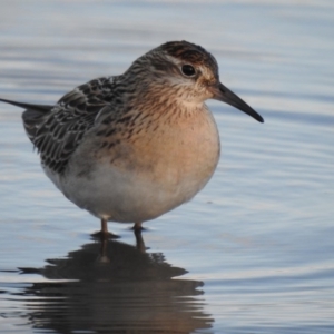 Calidris acuminata at Fyshwick, ACT - 19 Oct 2019 06:41 PM