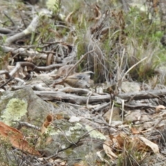 Cinclosoma punctatum (Spotted Quail-thrush) at Rob Roy Range - 7 Sep 2020 by Liam.m