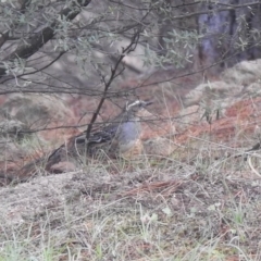 Cinclosoma punctatum (Spotted Quail-thrush) at Coree, ACT - 24 Apr 2020 by Liam.m