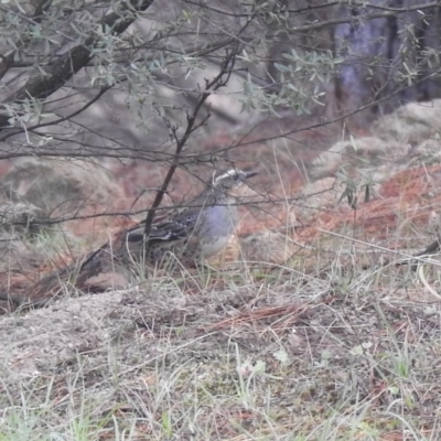 Cinclosoma punctatum (Spotted Quail-thrush) at Sherwood Forest - 24 Apr 2020 by Liam.m