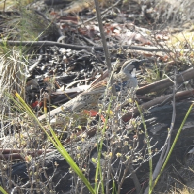 Cinclosoma punctatum (Spotted Quail-thrush) at Tennent, ACT - 8 Nov 2019 by Liam.m